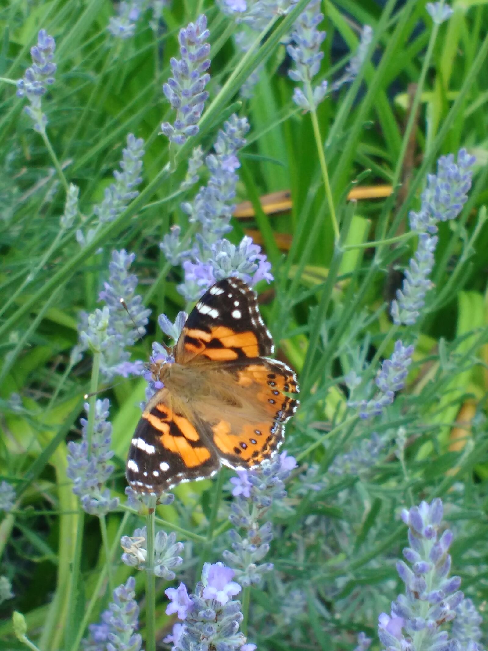 Motorola MotoG3 sample photo. Butterfly, flower, nature photography