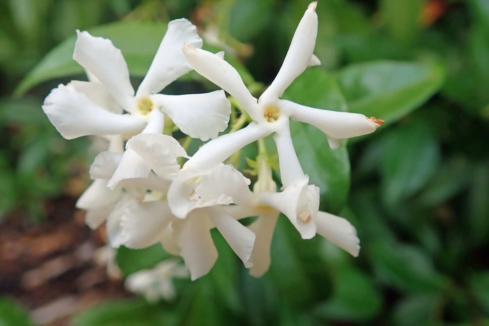 Olympus TG-5 sample photo. Spring, flowers, white photography