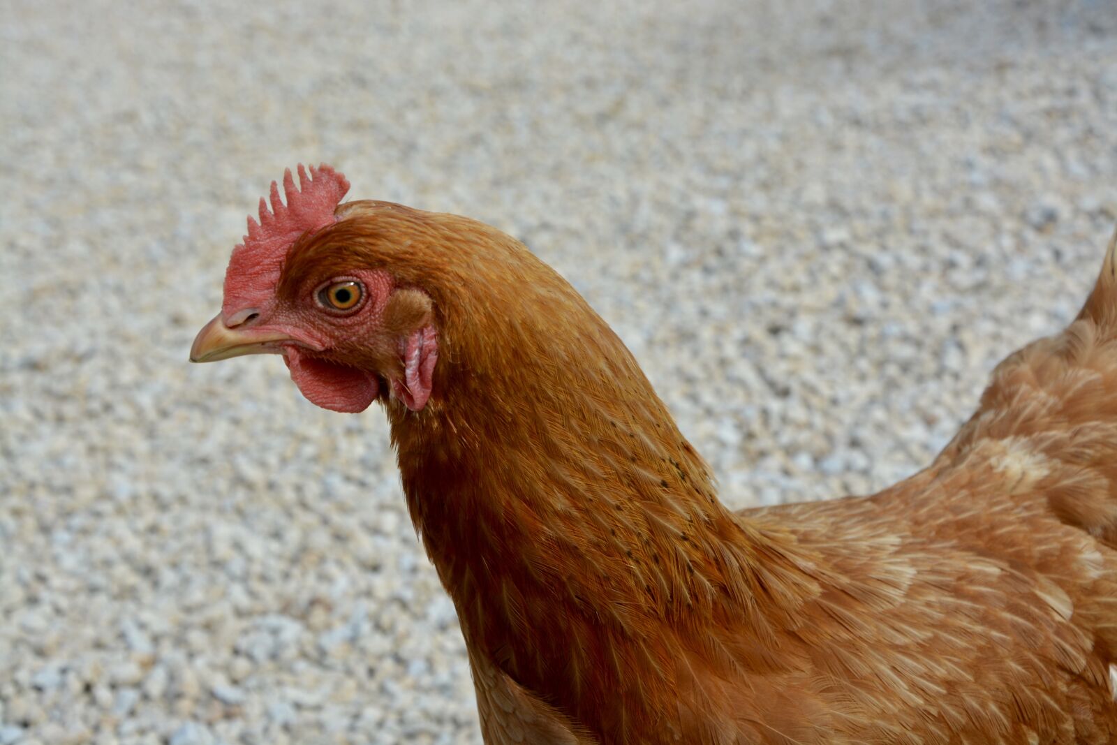 Nikon D5200 sample photo. Hen, rousse, domestic animal photography