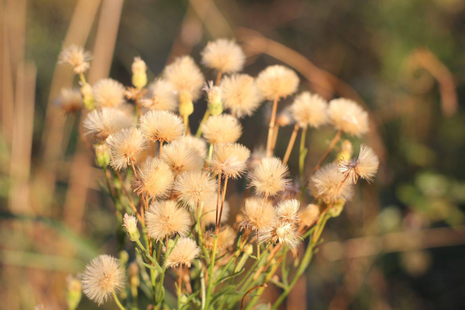 Canon EOS 550D (EOS Rebel T2i / EOS Kiss X4) sample photo. Pine, field, landscape photography