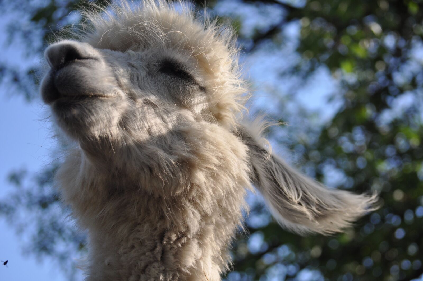 Nikon D5000 sample photo. Lama, alpaca, hairy photography
