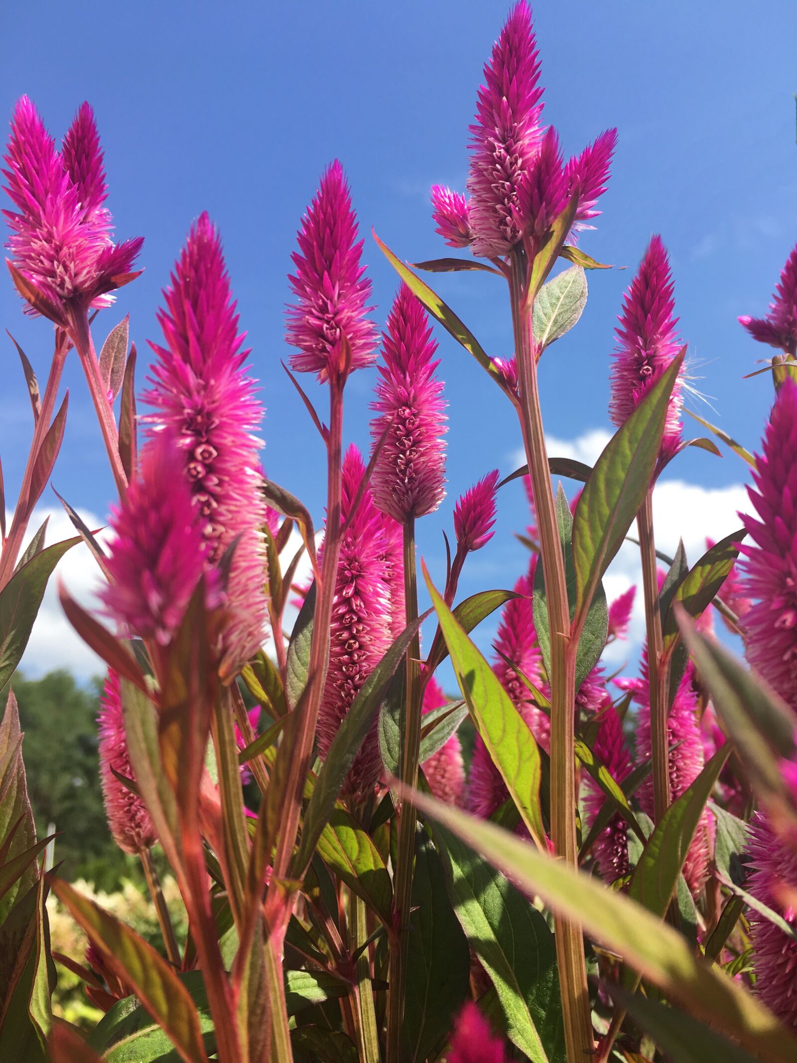 Apple iPhone 6s sample photo. Celosia, flowers, floral photography
