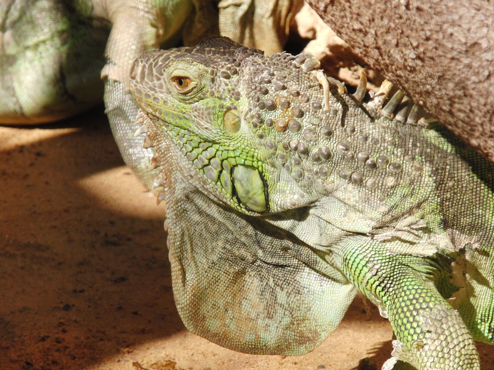 CASIO EX-FH20 sample photo. Iguana, lizard, dragon photography