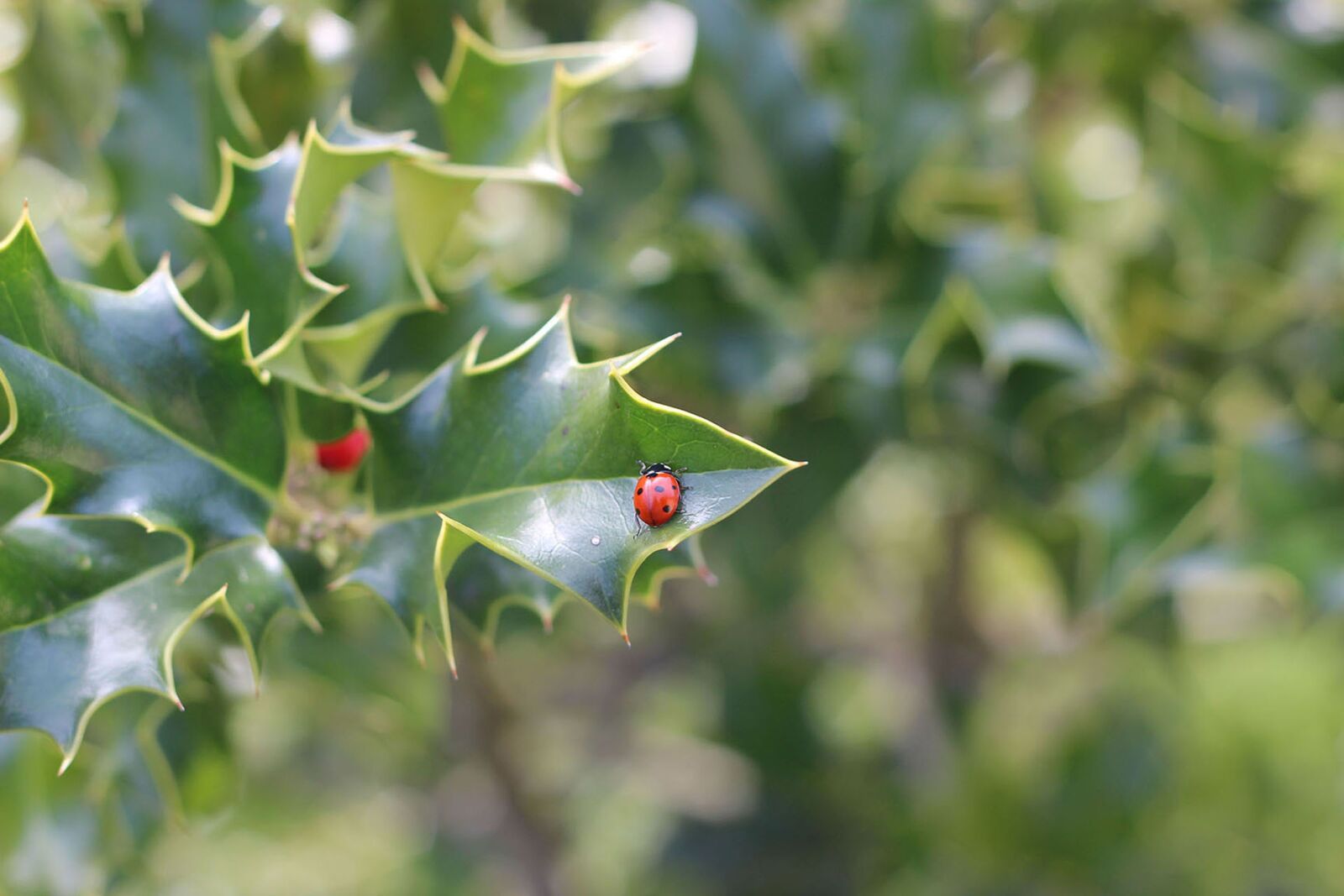 Canon EOS 600D (Rebel EOS T3i / EOS Kiss X5) + Canon EF 50mm F1.8 II sample photo. Ladybug, leaf, nature photography