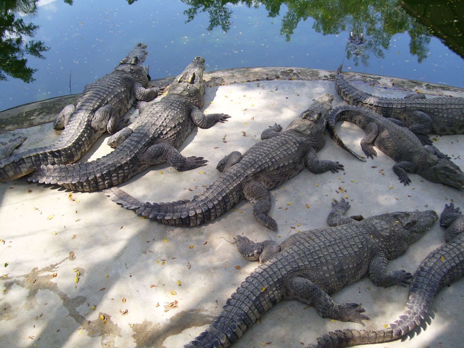 Kodak EASYSHARE C533 ZOOM DIGITAL CAMERA sample photo. Crocodiles, animals, the water photography