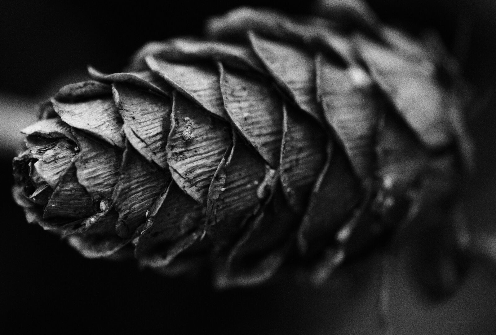 Pentax K-5 sample photo. Black and white, pine photography