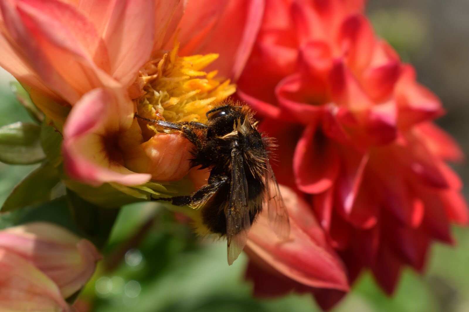 Nikon D3300 sample photo. Dahlia, flower, dalia photography