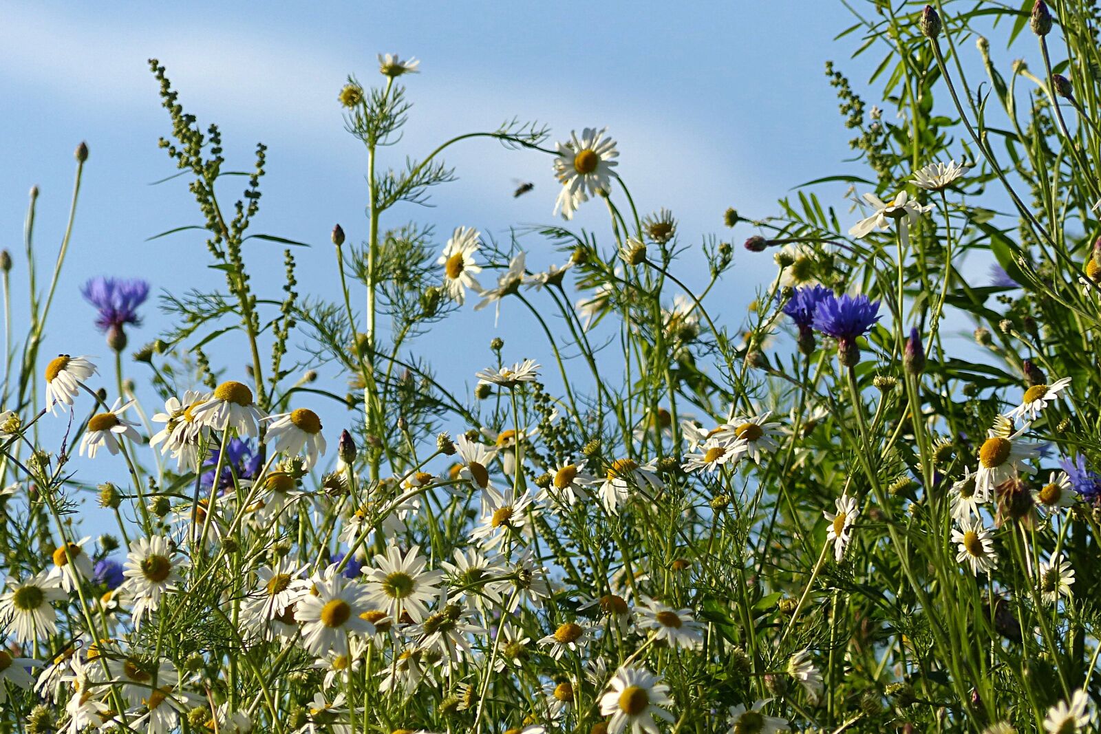 Panasonic Lumix DMC-FZ200 sample photo. Wildflowers, wild flowers, cornflowers photography