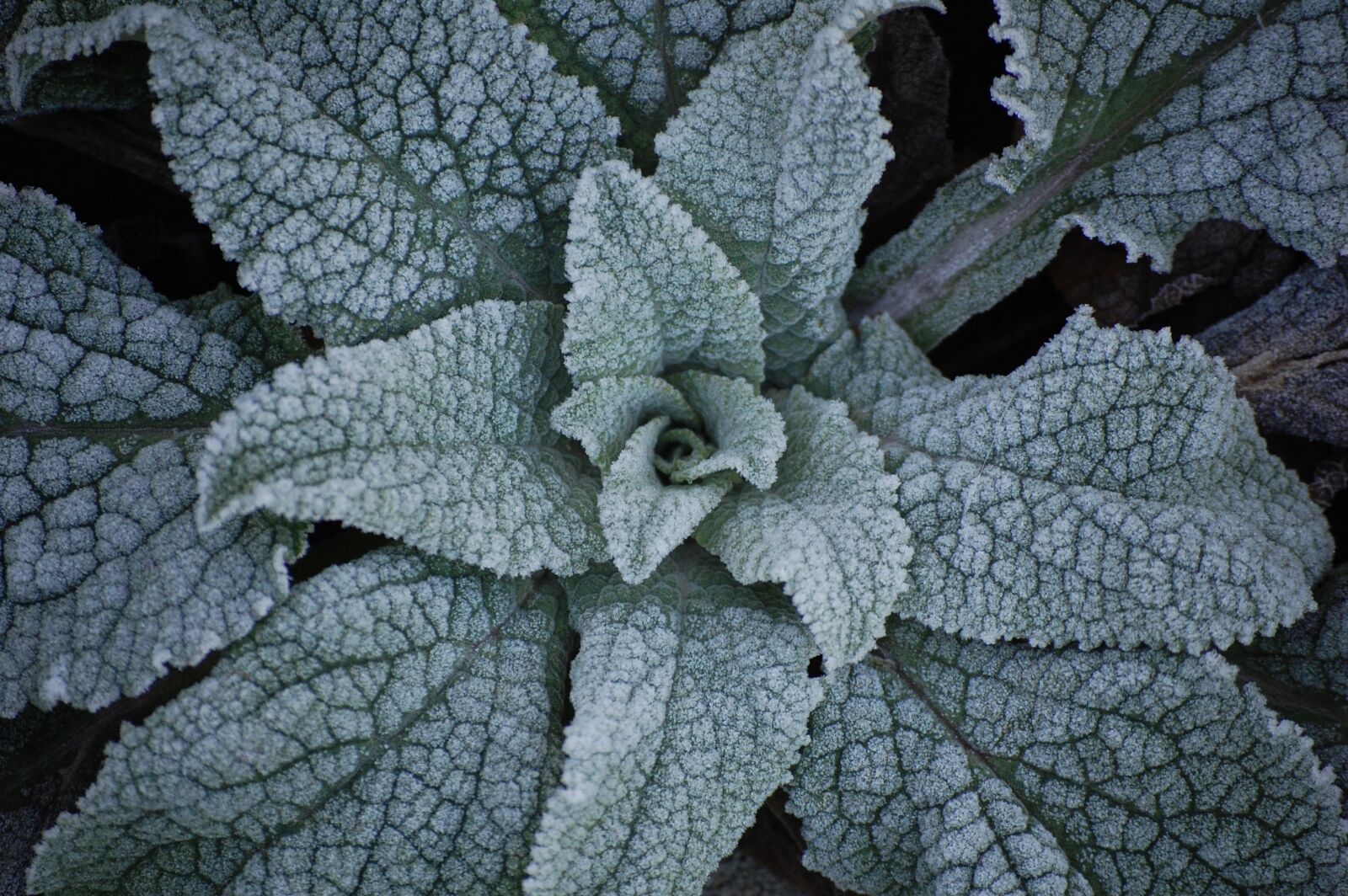 Nikon D40 sample photo. Green, ice, iced photography