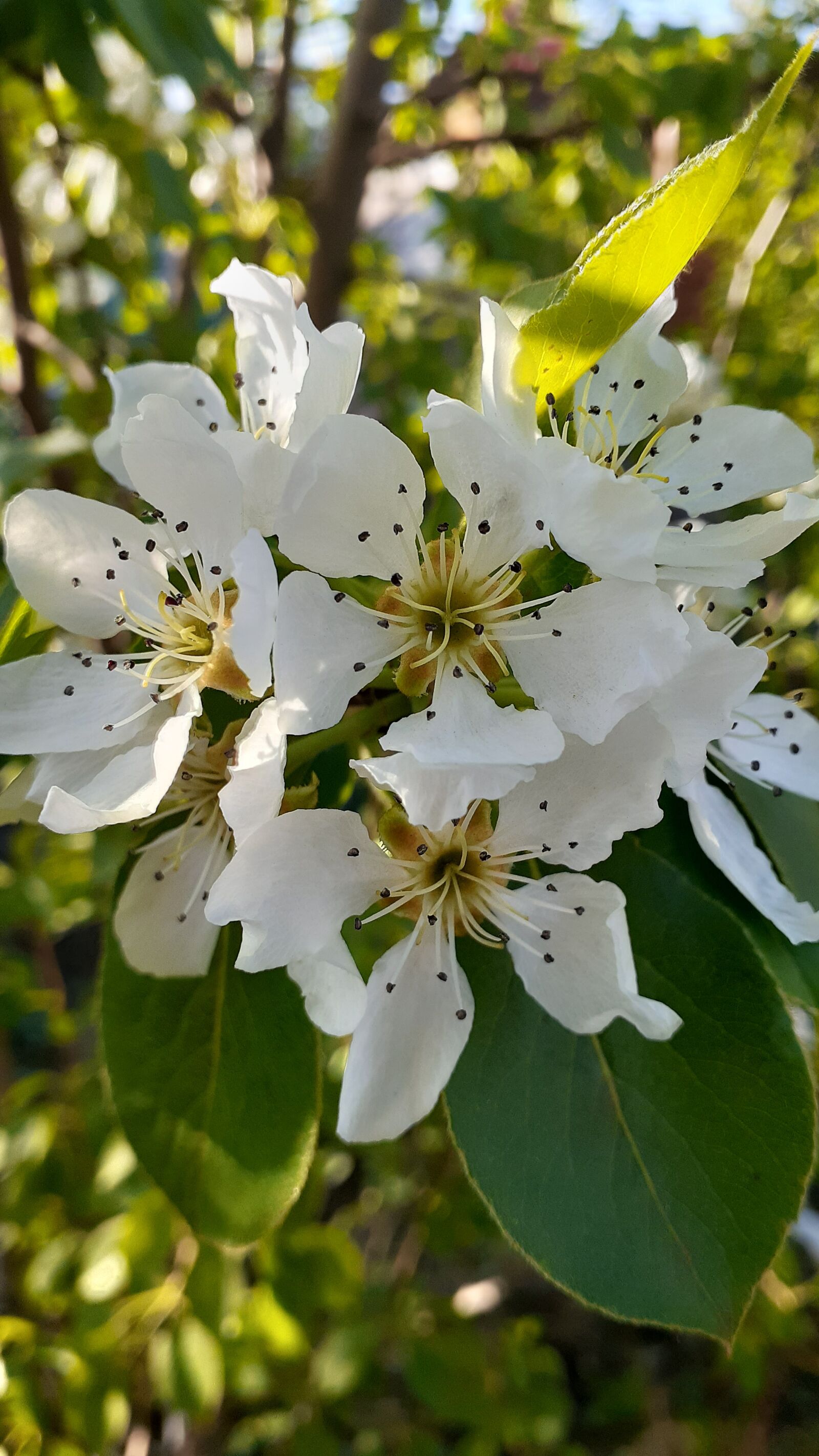 Samsung Galaxy A20 sample photo. весна, цветы, груша photography