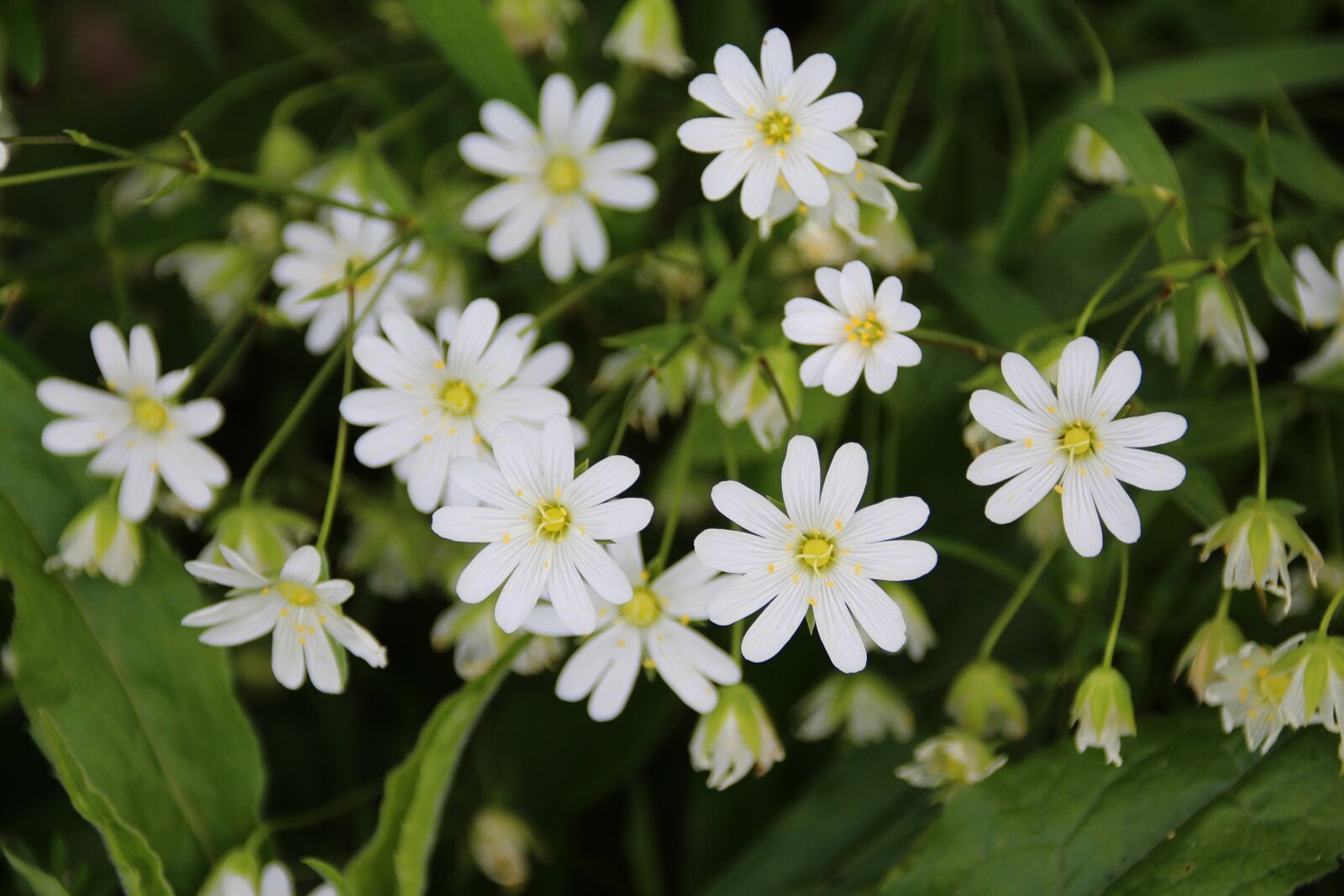 Canon EOS 650D (EOS Rebel T4i / EOS Kiss X6i) sample photo. Stellaria holostea, chickweed, programming photography