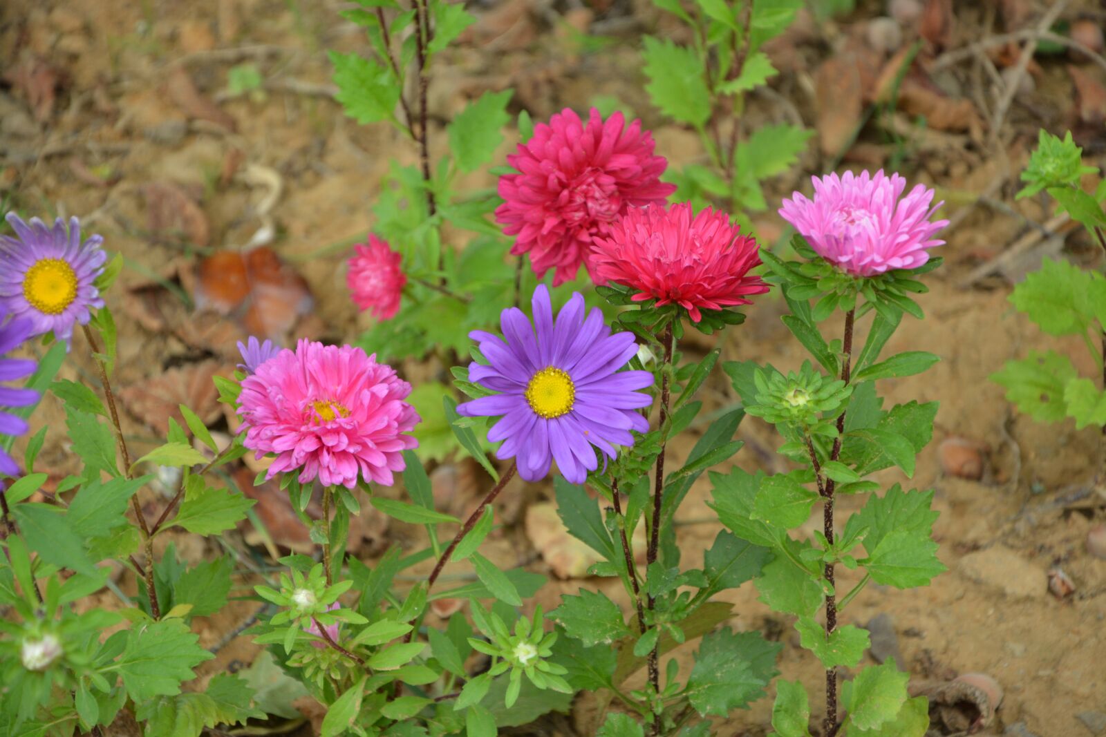 Nikon D5200 sample photo. Flowers, flower, garden photography