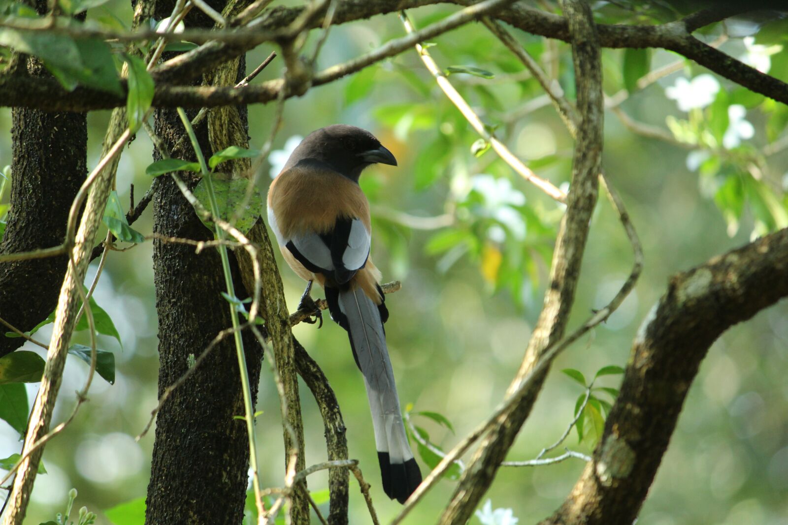 Canon EOS 1300D (EOS Rebel T6 / EOS Kiss X80) sample photo. Kerala, india, rufous treepie photography
