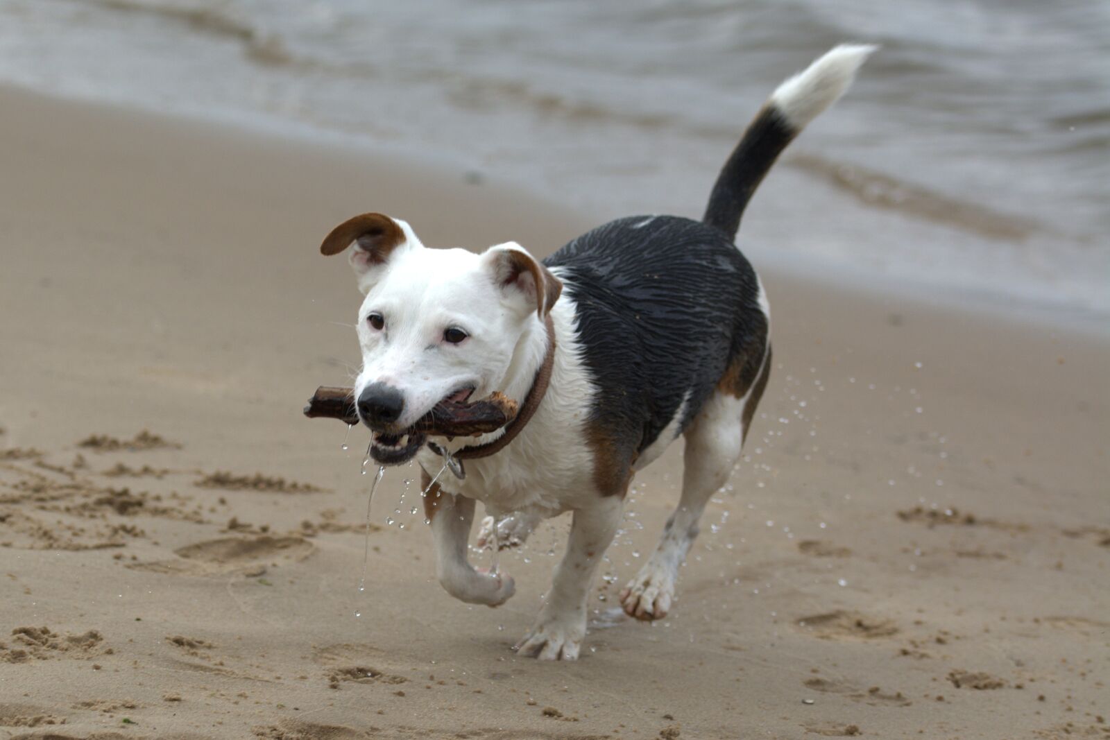 Nikon D5200 sample photo. Playing dog, jack russell photography