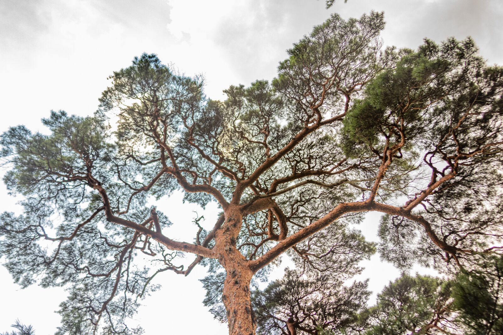 Canon EF 28-135mm F3.5-5.6 IS USM sample photo. Geumgangsong, pine, wood photography