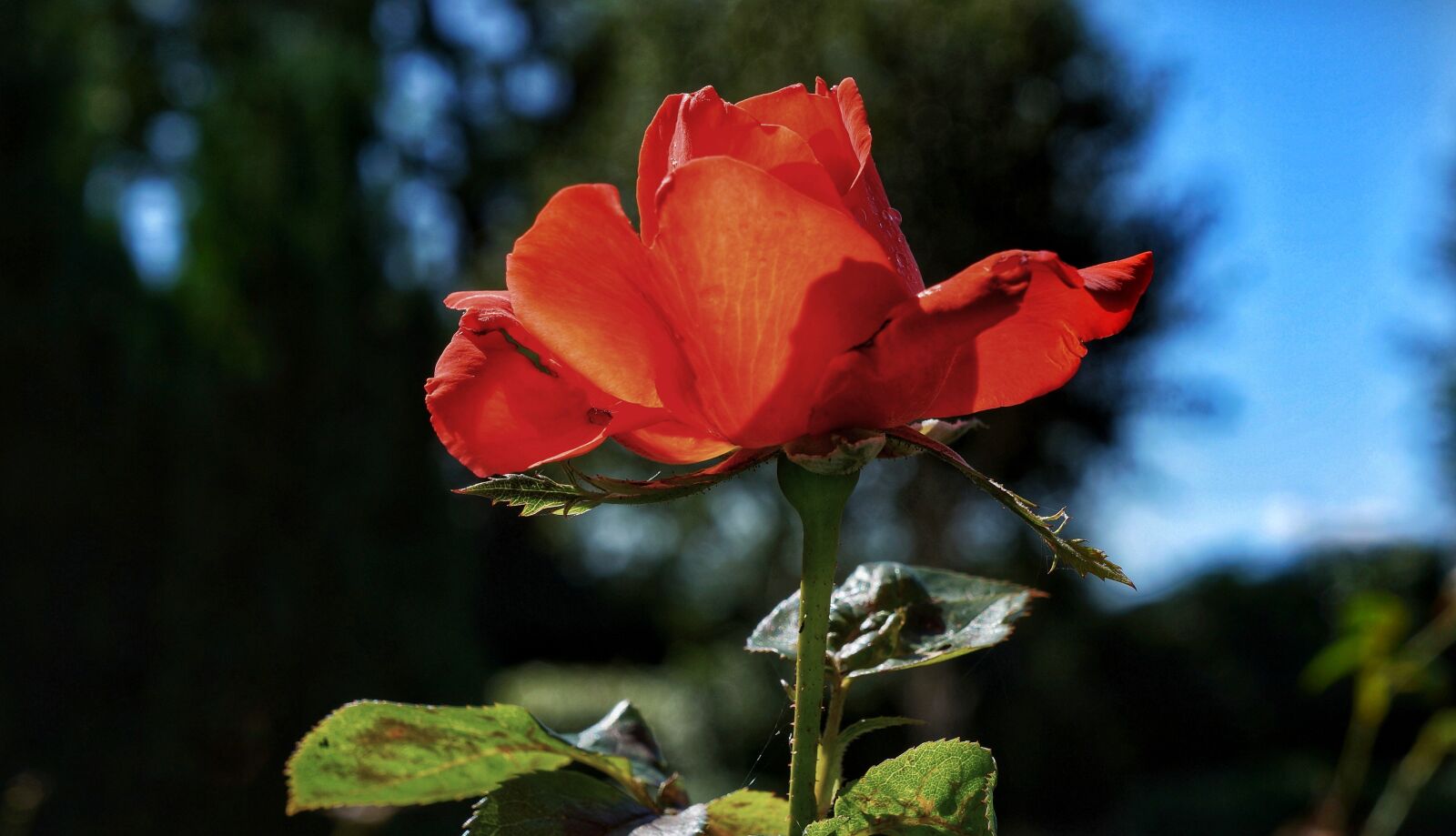 Sony Alpha NEX-7 + Sony E 18-55mm F3.5-5.6 OSS sample photo. Red, rose, bloom photography