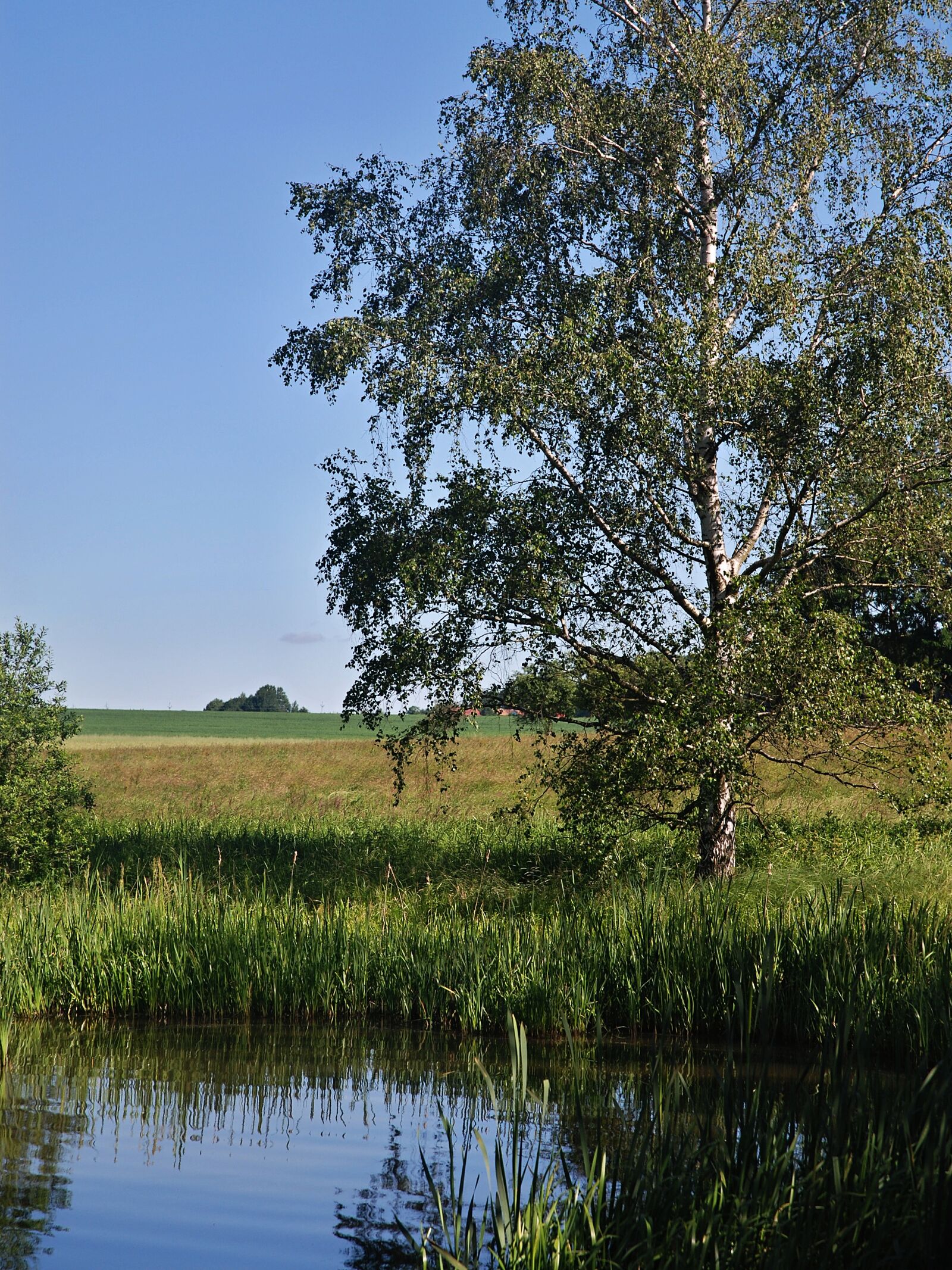 Nikon D80 sample photo. Morning, summer, pond photography