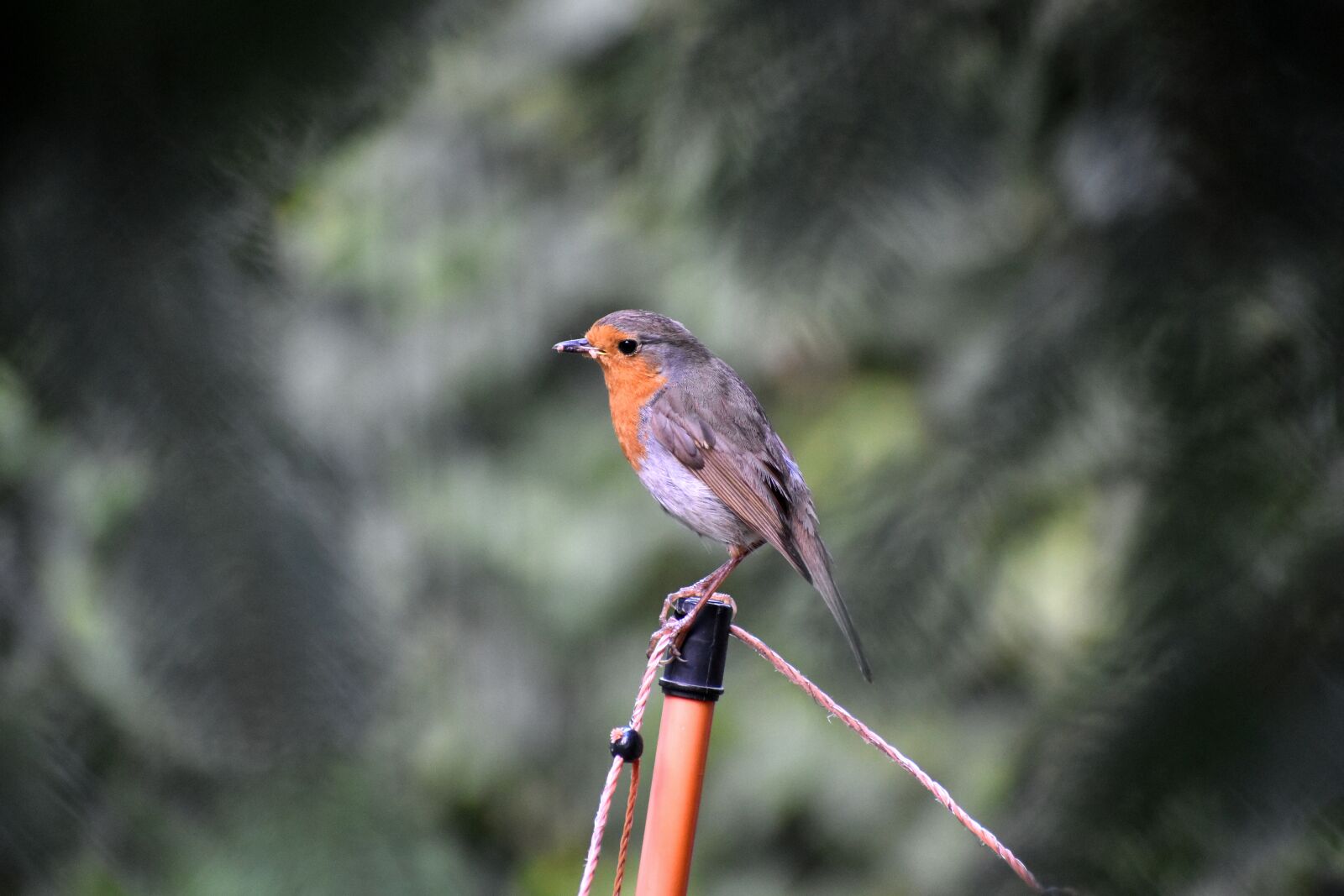 Nikon D3500 sample photo. Old world flycatcher, robin photography