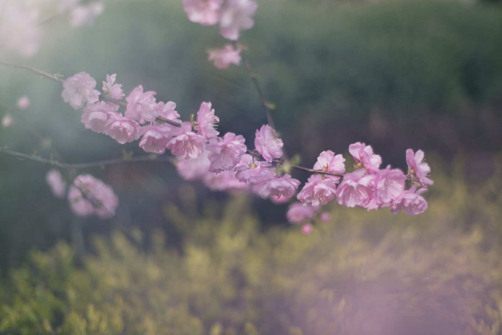 Nikon D750 sample photo. Flower, pink, meadow photography