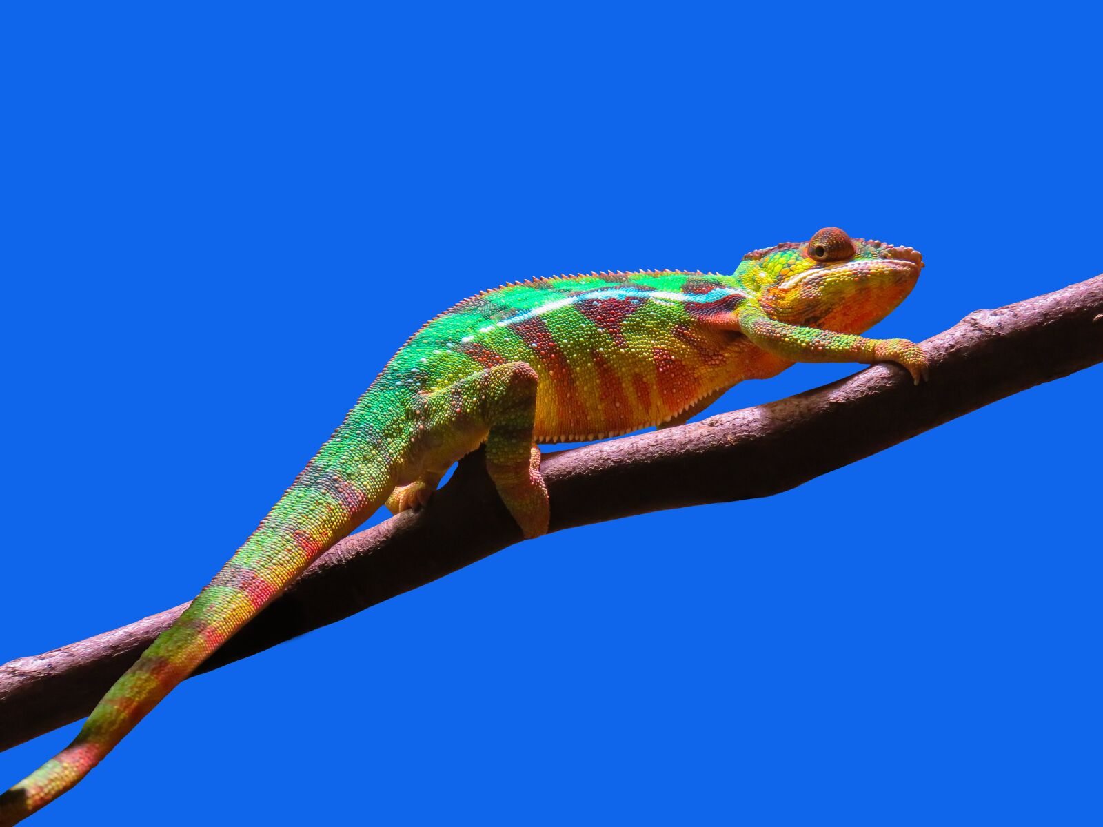 Canon PowerShot SX710 HS sample photo. Animal, chameleon, colorful photography