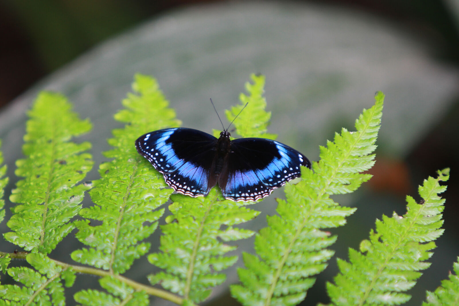 Canon EF 70-200mm F2.8L IS USM sample photo. Butterfly, nature photography