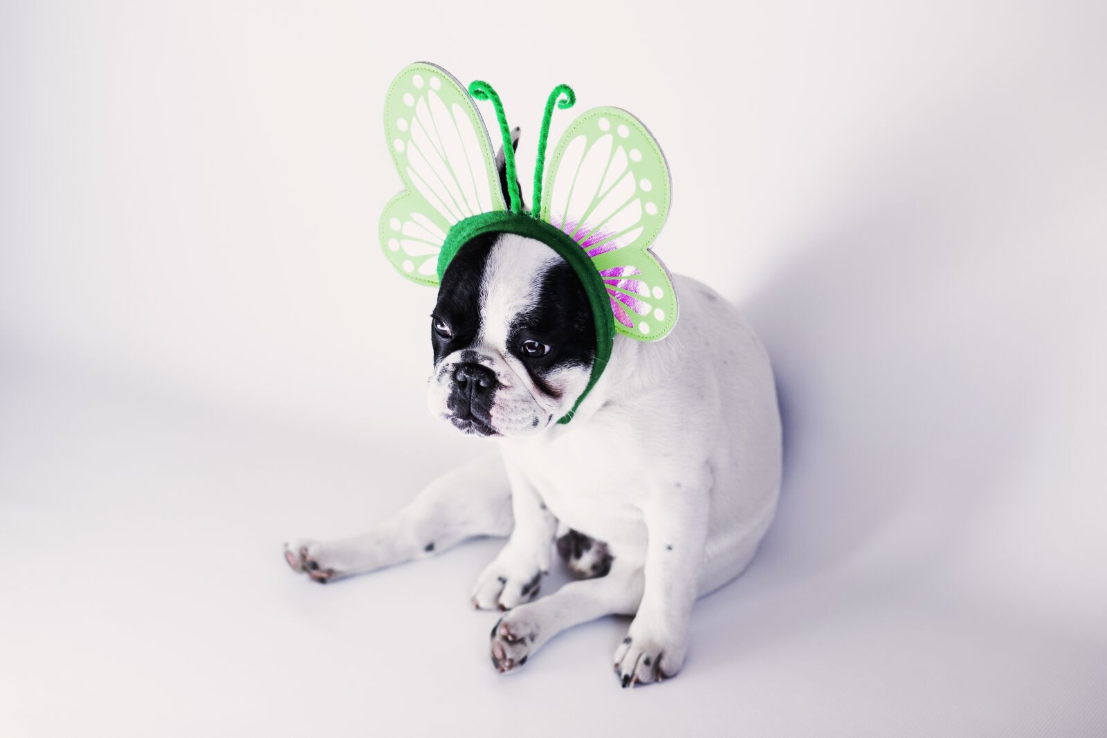 Canon EF 85mm F1.8 USM sample photo. Dog, pet, animals photography