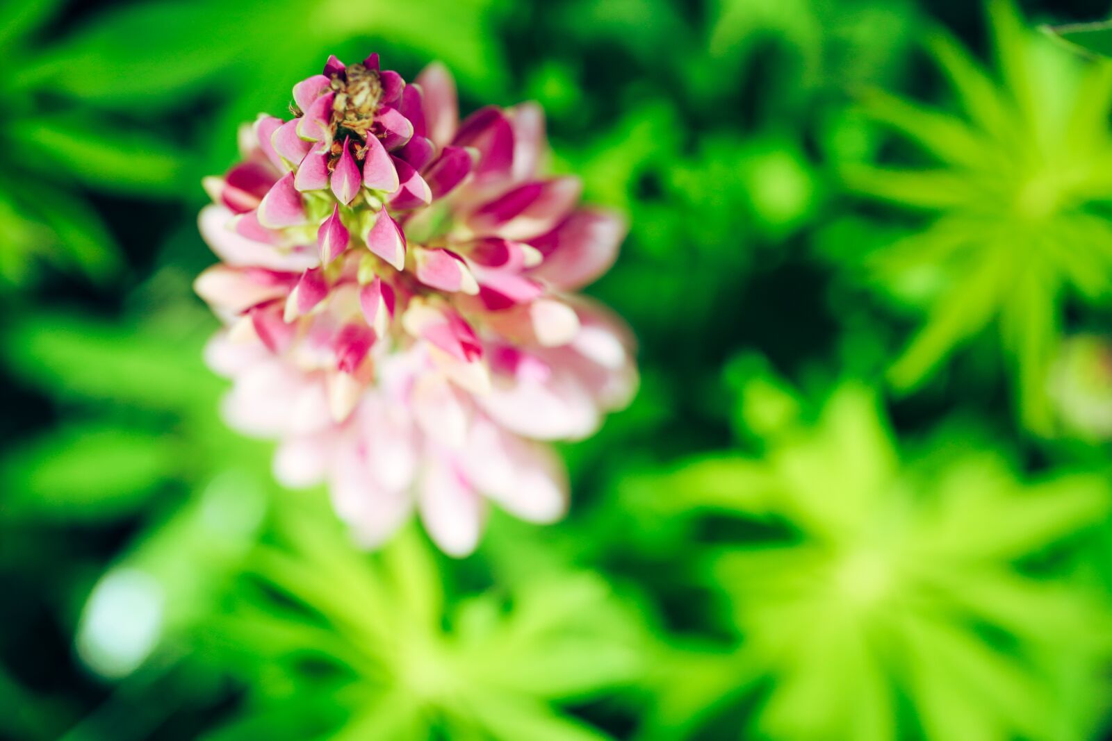Canon EOS R sample photo. Lupins, flower, summer photography