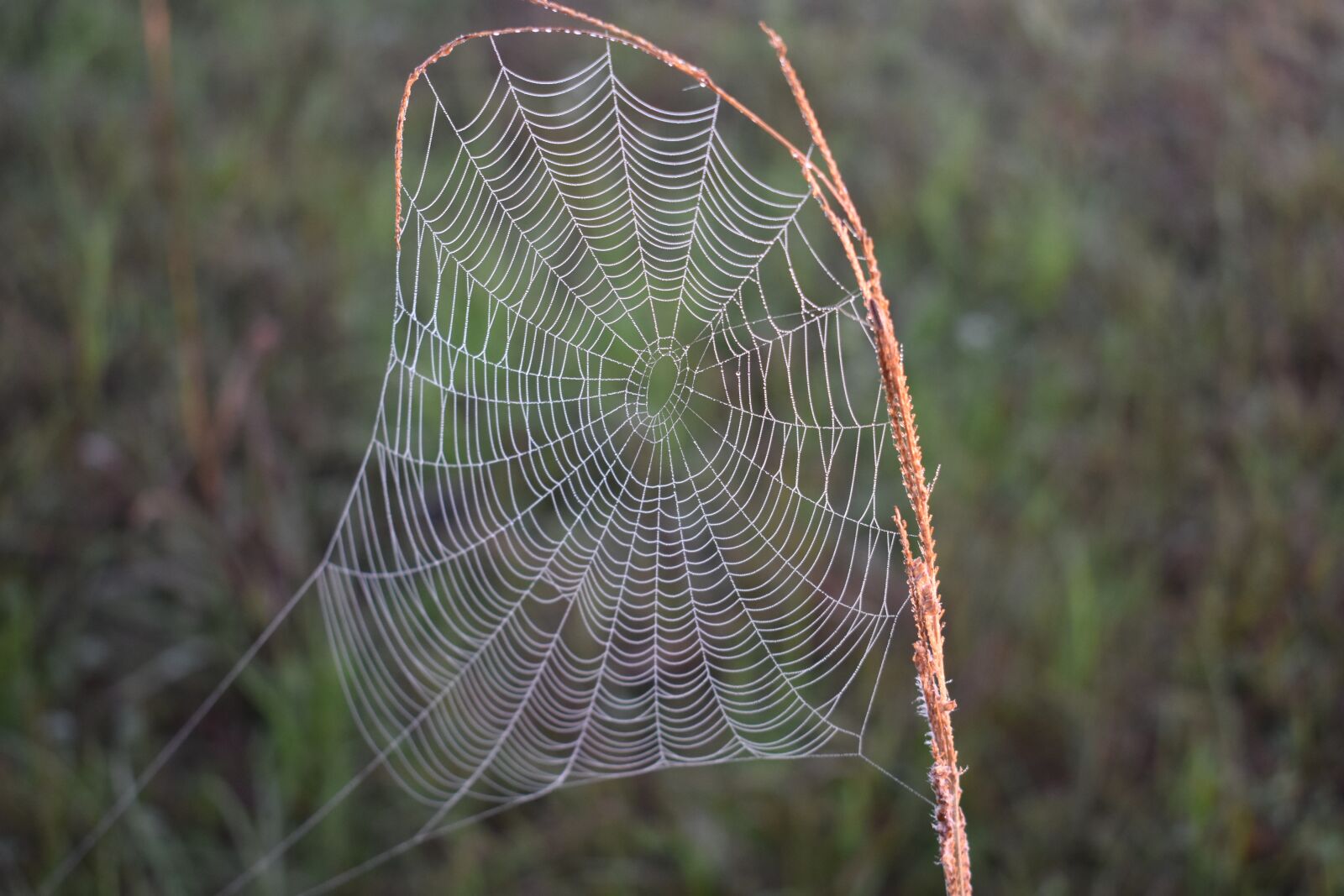 Nikon D3400 sample photo. Spider, spiderweb, nature photography