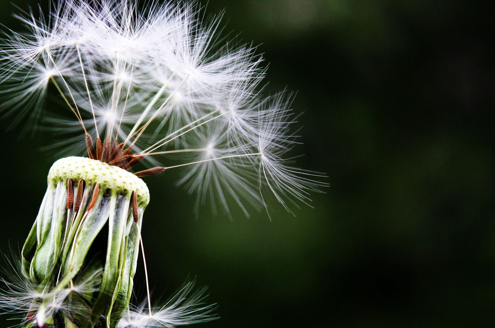 Canon EOS 550D (EOS Rebel T2i / EOS Kiss X4) sample photo. Dandelion, seeds, pointed flower photography
