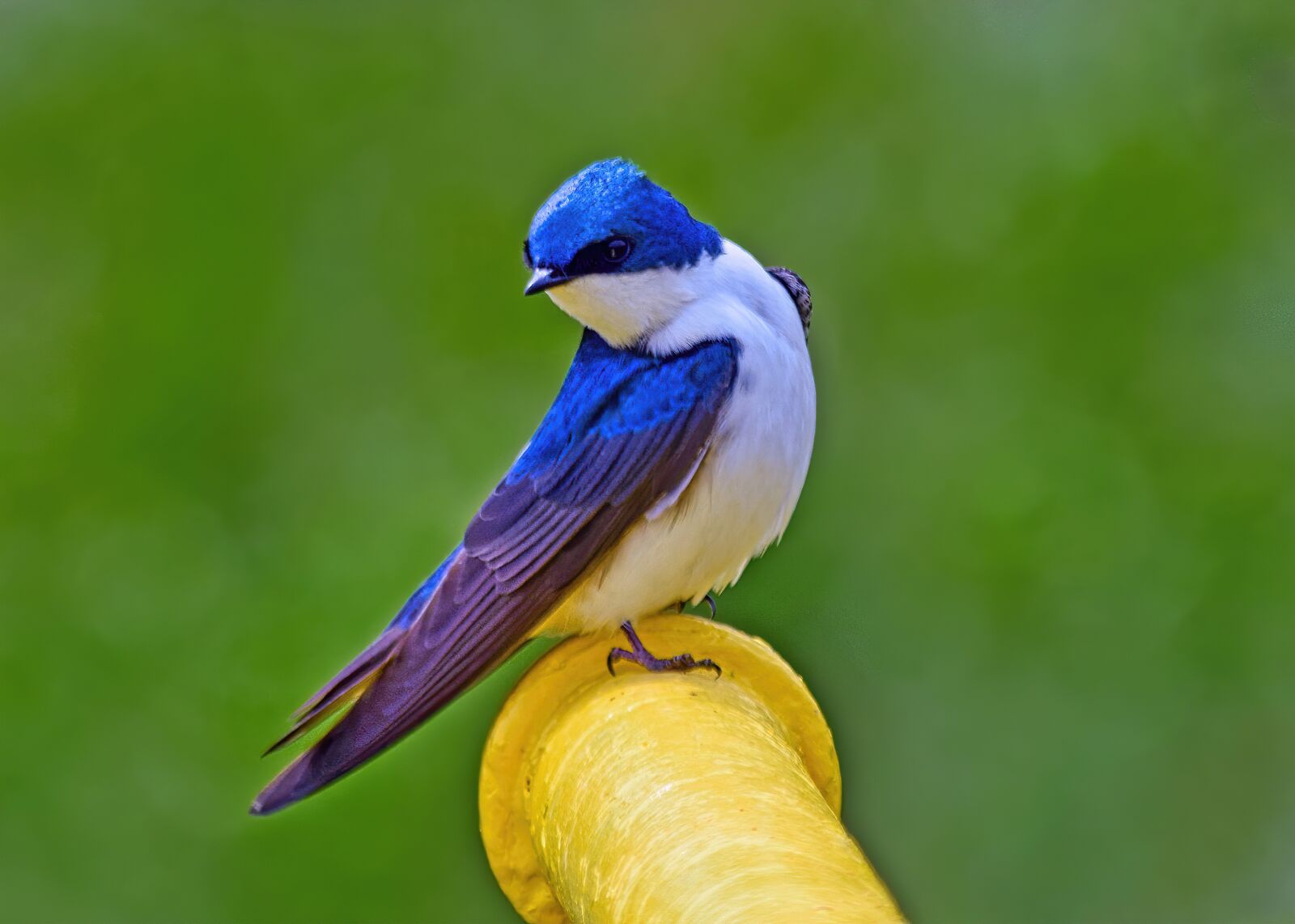 Nikon D3300 sample photo. Blue, bird, wren photography