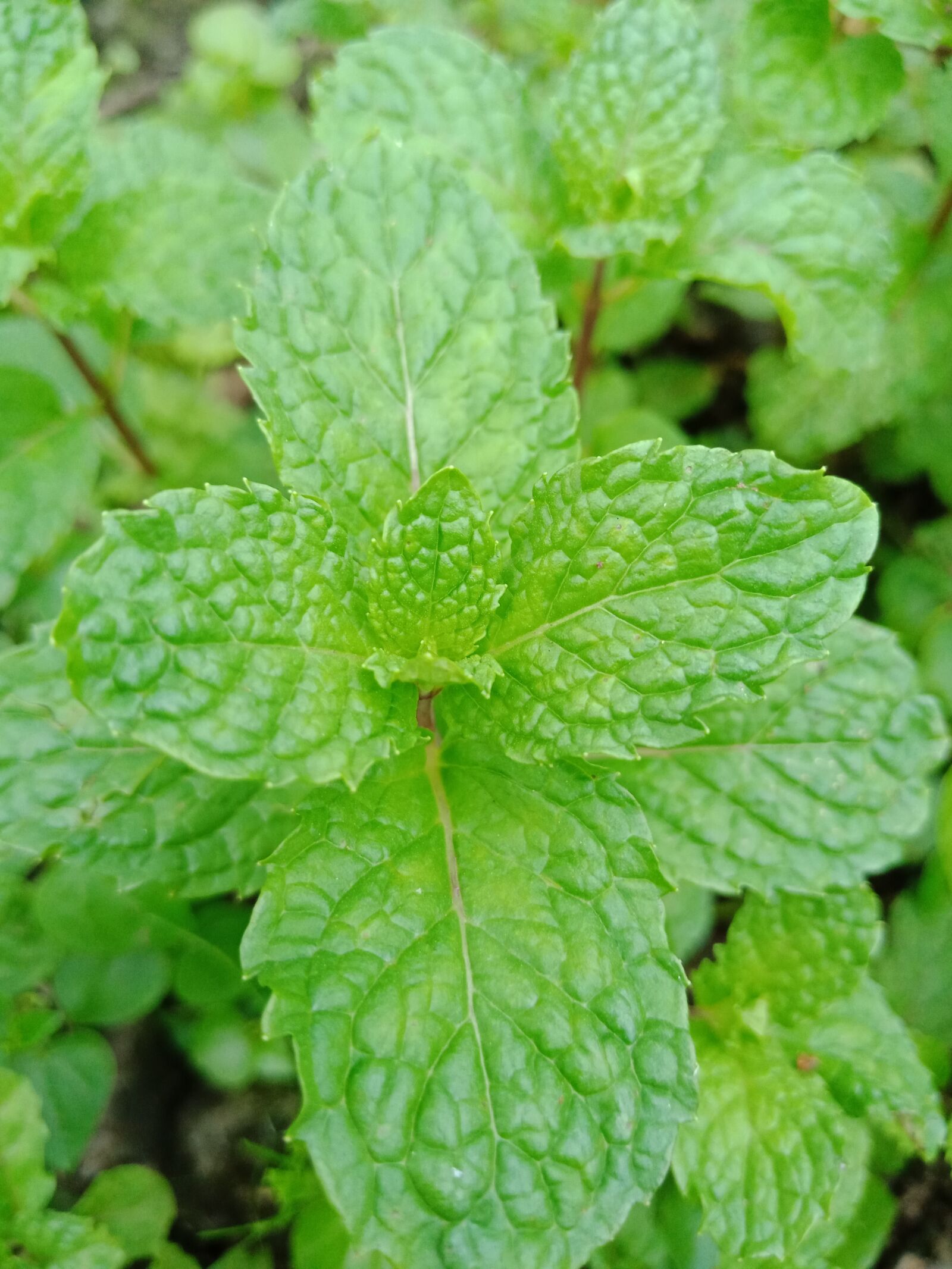 OPPO F5 sample photo. Mint, green, herb photography