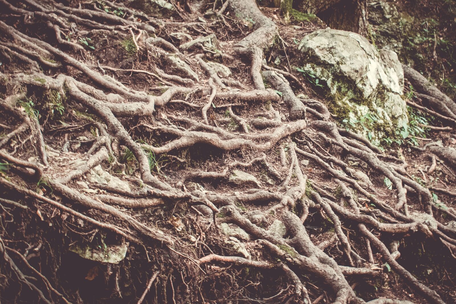 Nikon D3300 sample photo. Roots, trees, nature photography
