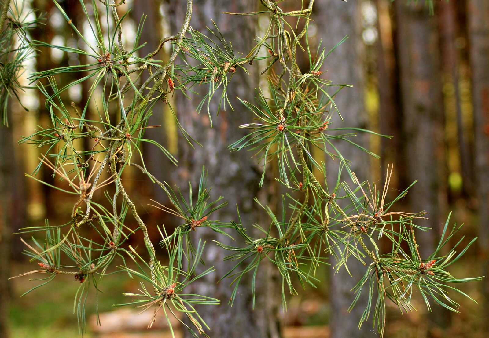 Canon EOS 1200D (EOS Rebel T5 / EOS Kiss X70 / EOS Hi) sample photo. Forest, pine, pine needles photography