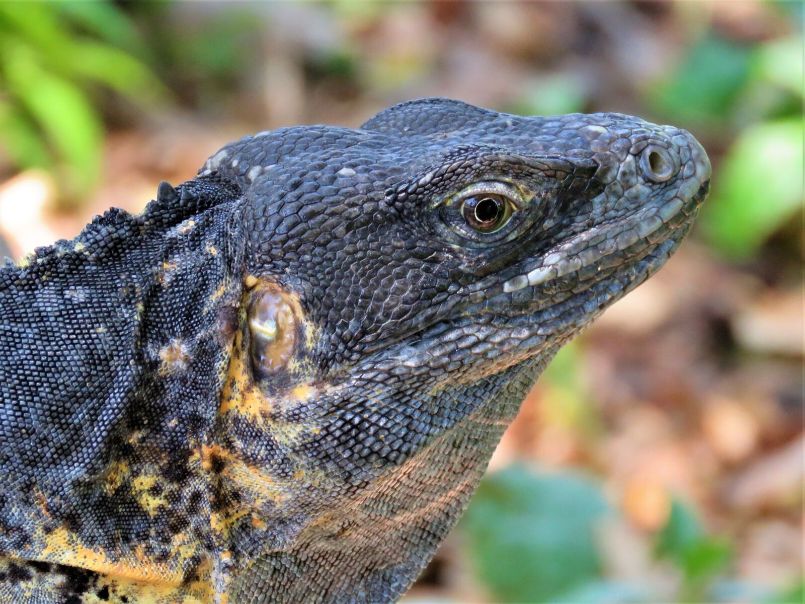 Canon PowerShot SX60 HS sample photo. Iguana, lizard, dragon photography