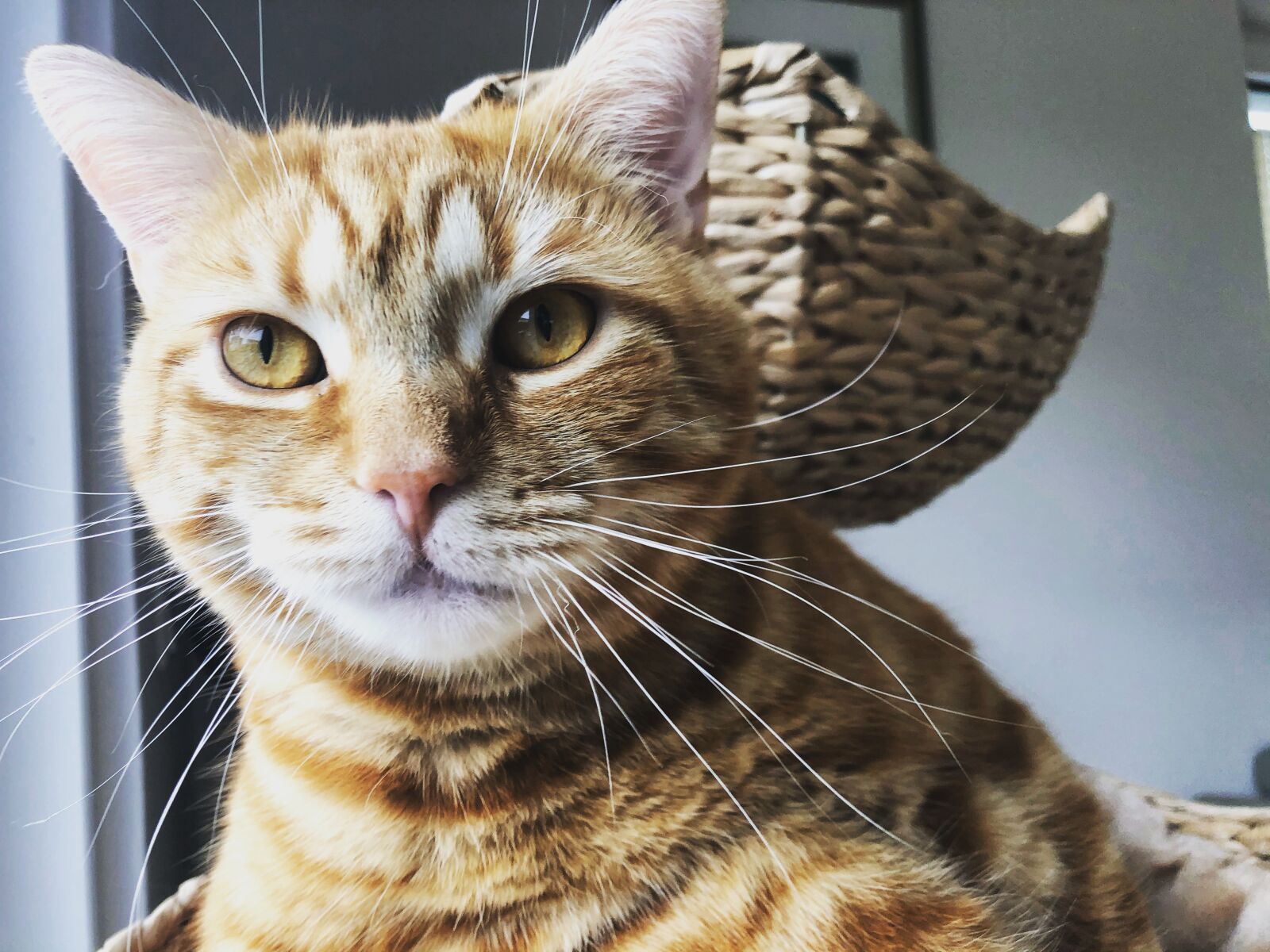 Apple iPhone 8 sample photo. Katze, kätzchen, gustaf photography