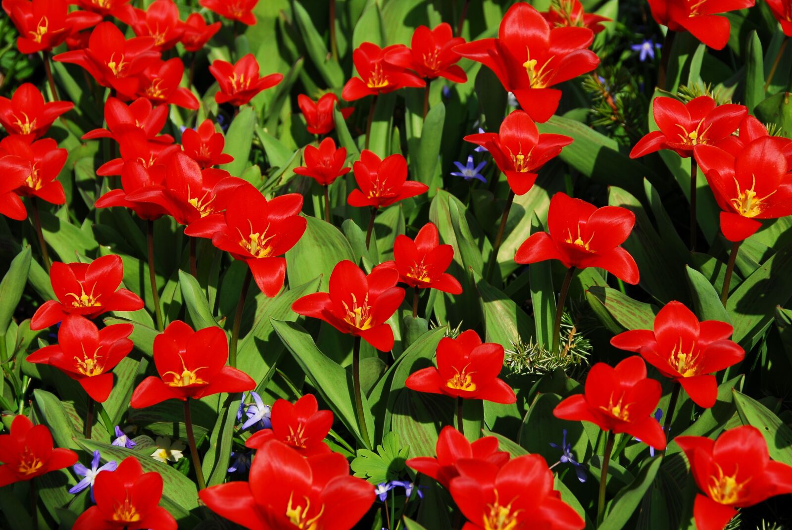 Nikon D200 sample photo. Flower, garden, nature photography