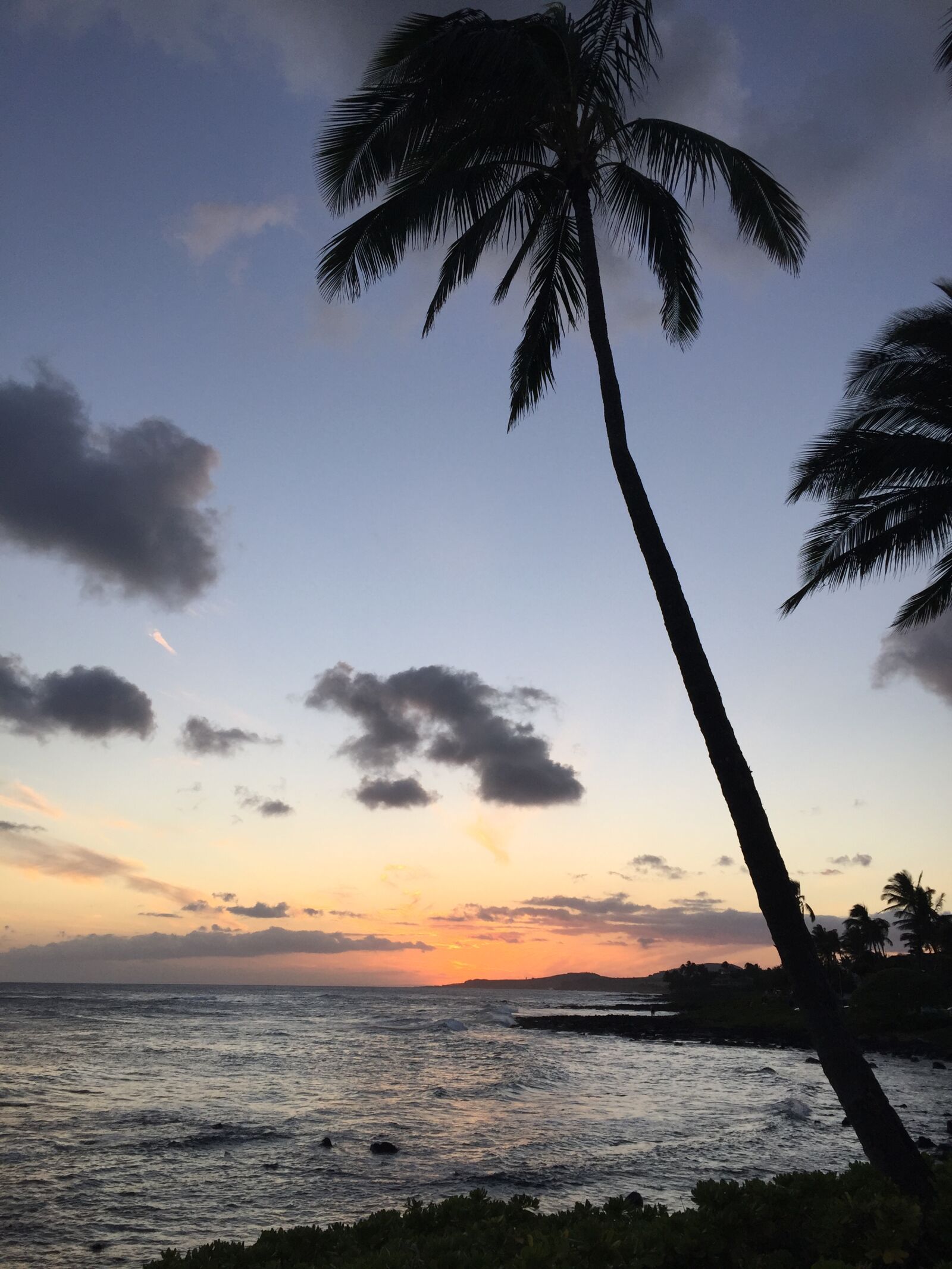 Apple iPhone 6 sample photo. Sunset, beach, palm, trees photography
