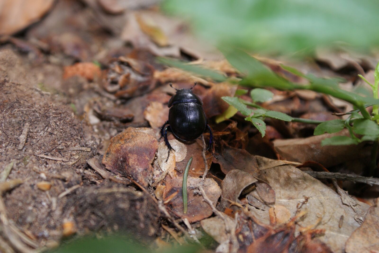 Sony Alpha DSLR-A300 sample photo. Beetle, forest, nature photography