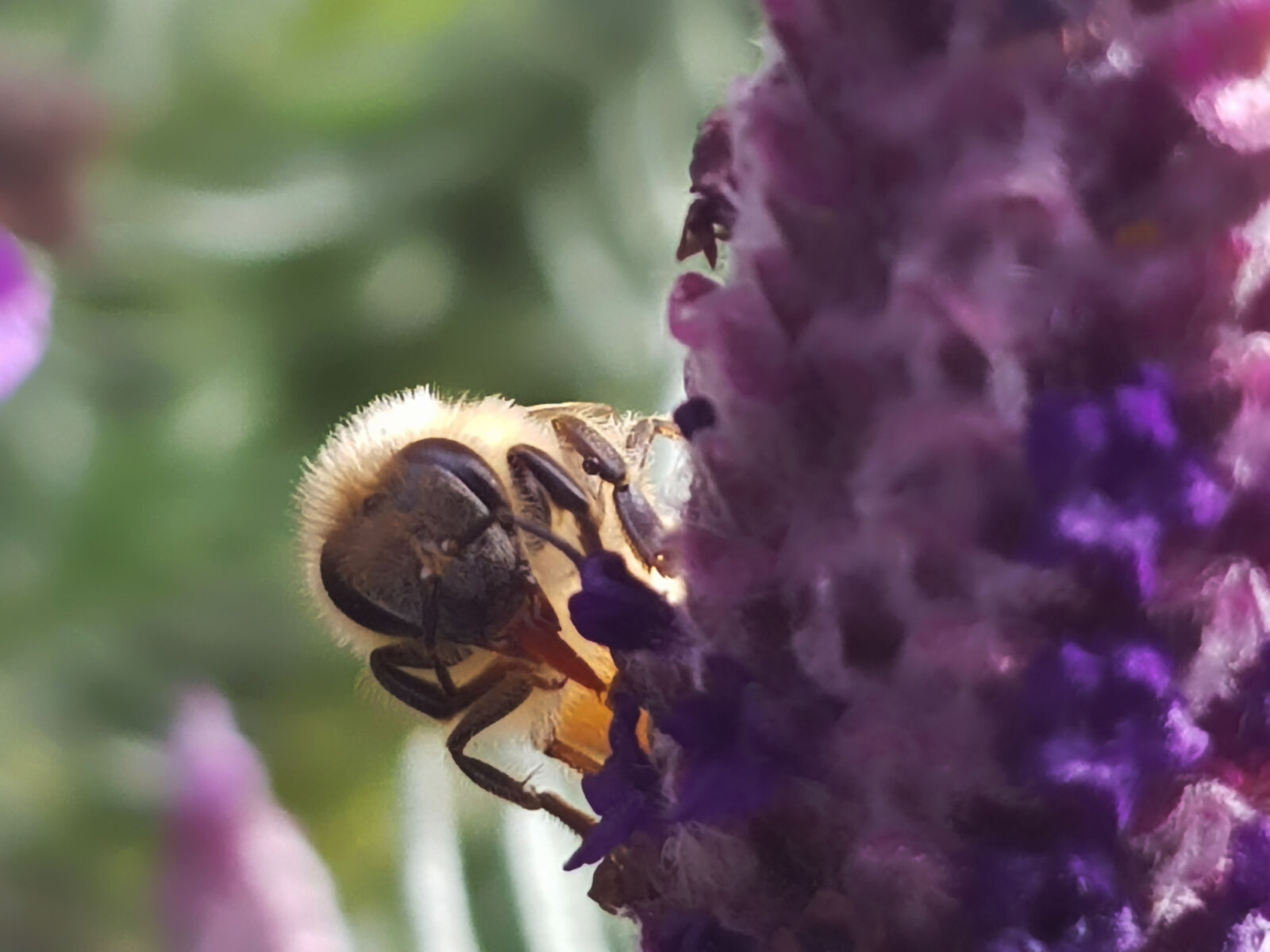 Samsung Galaxy S8 sample photo. Bee, bee, drinking, bee photography