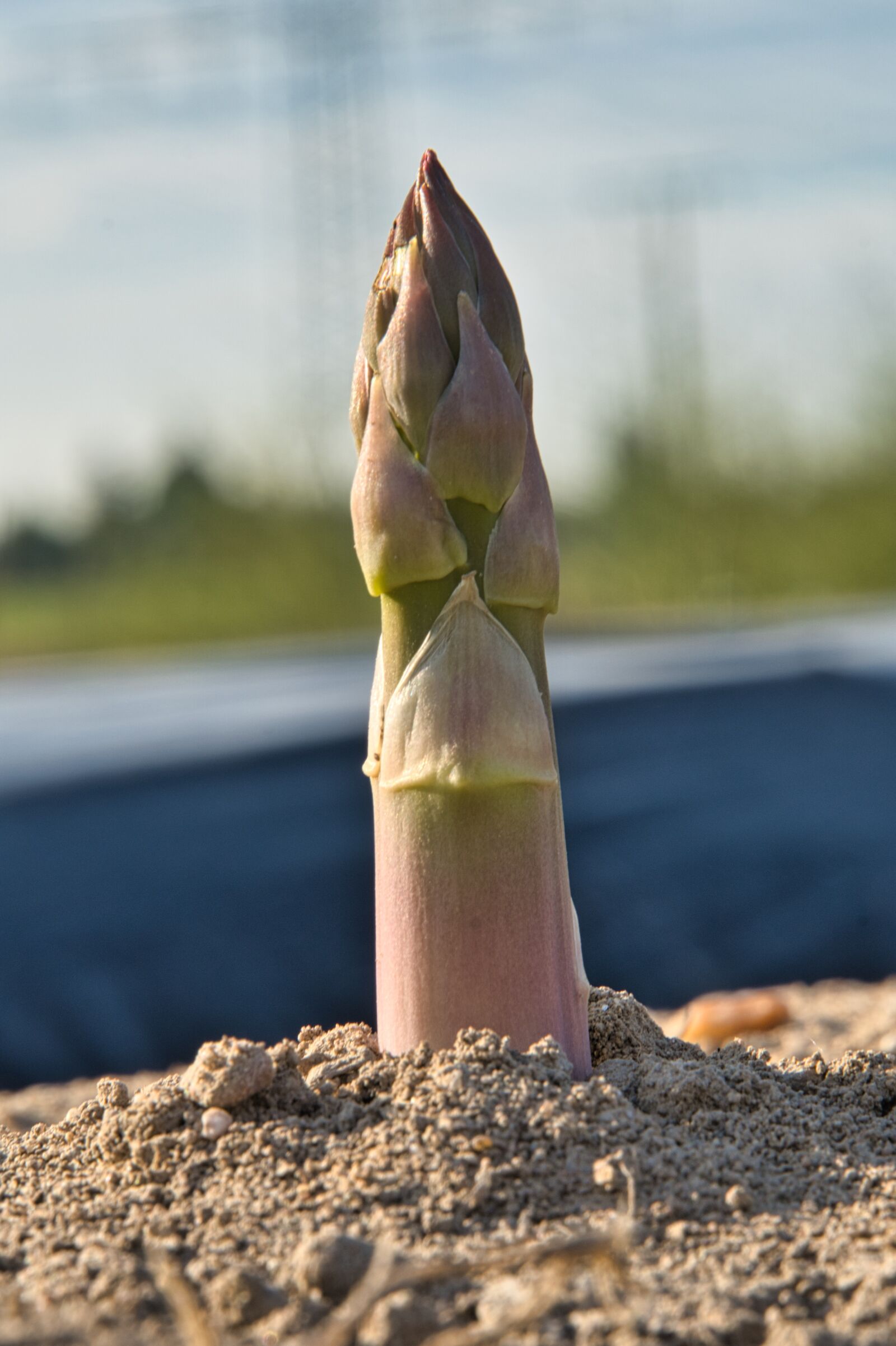 Sony a6400 sample photo. Asparagus, asparagus field, green photography