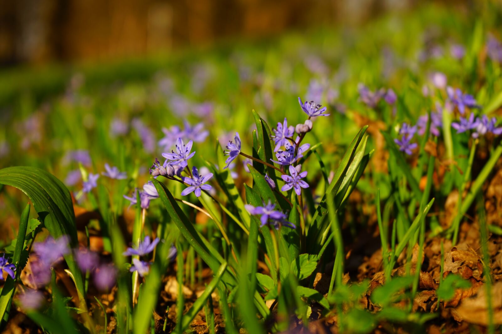 Sony a7 + Sony FE 28-70mm F3.5-5.6 OSS sample photo. Blue star, scilla, blossom photography