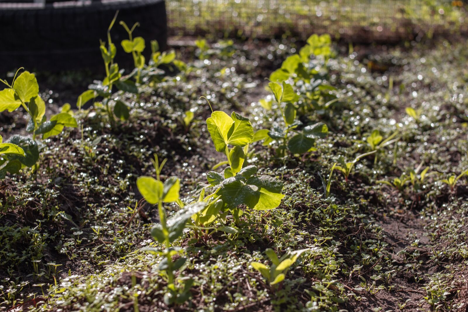 Canon EOS 700D (EOS Rebel T5i / EOS Kiss X7i) sample photo. Planting, plant, fifth photography