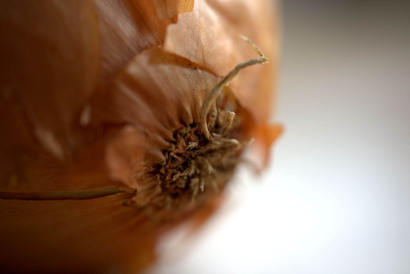 Sony FE 50mm F2.8 Macro sample photo. Onion, cook, kitchen photography