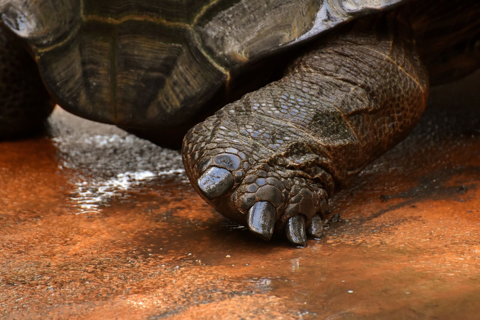 Nikon D7200 sample photo. Giant tortoises, foot animals photography