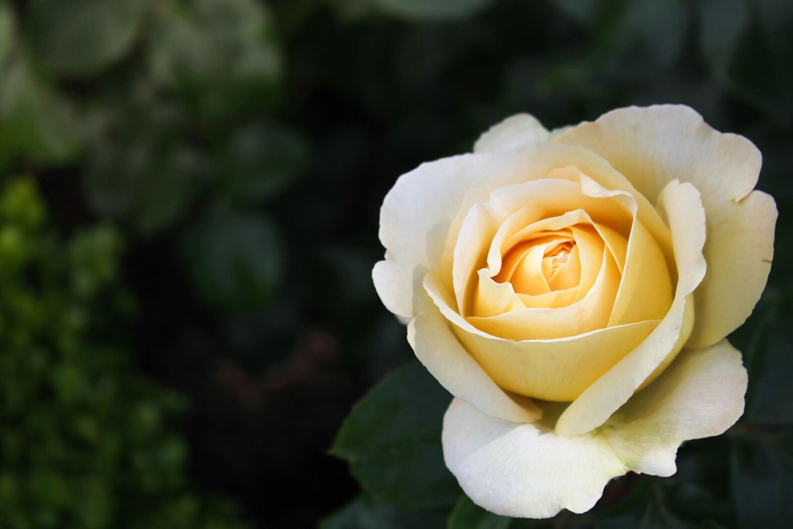 Canon EOS 1200D (EOS Rebel T5 / EOS Kiss X70 / EOS Hi) sample photo. Bloom, blossom, flora photography
