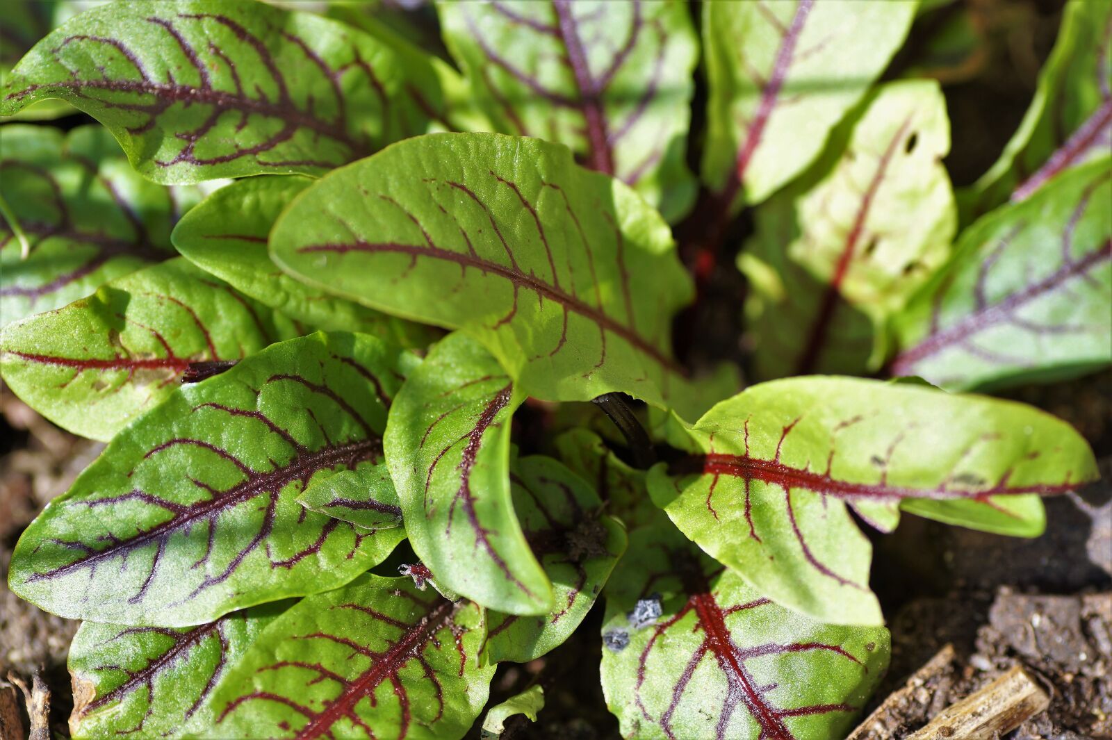Sony SLT-A58 sample photo. Sorrel, bloody, herb photography