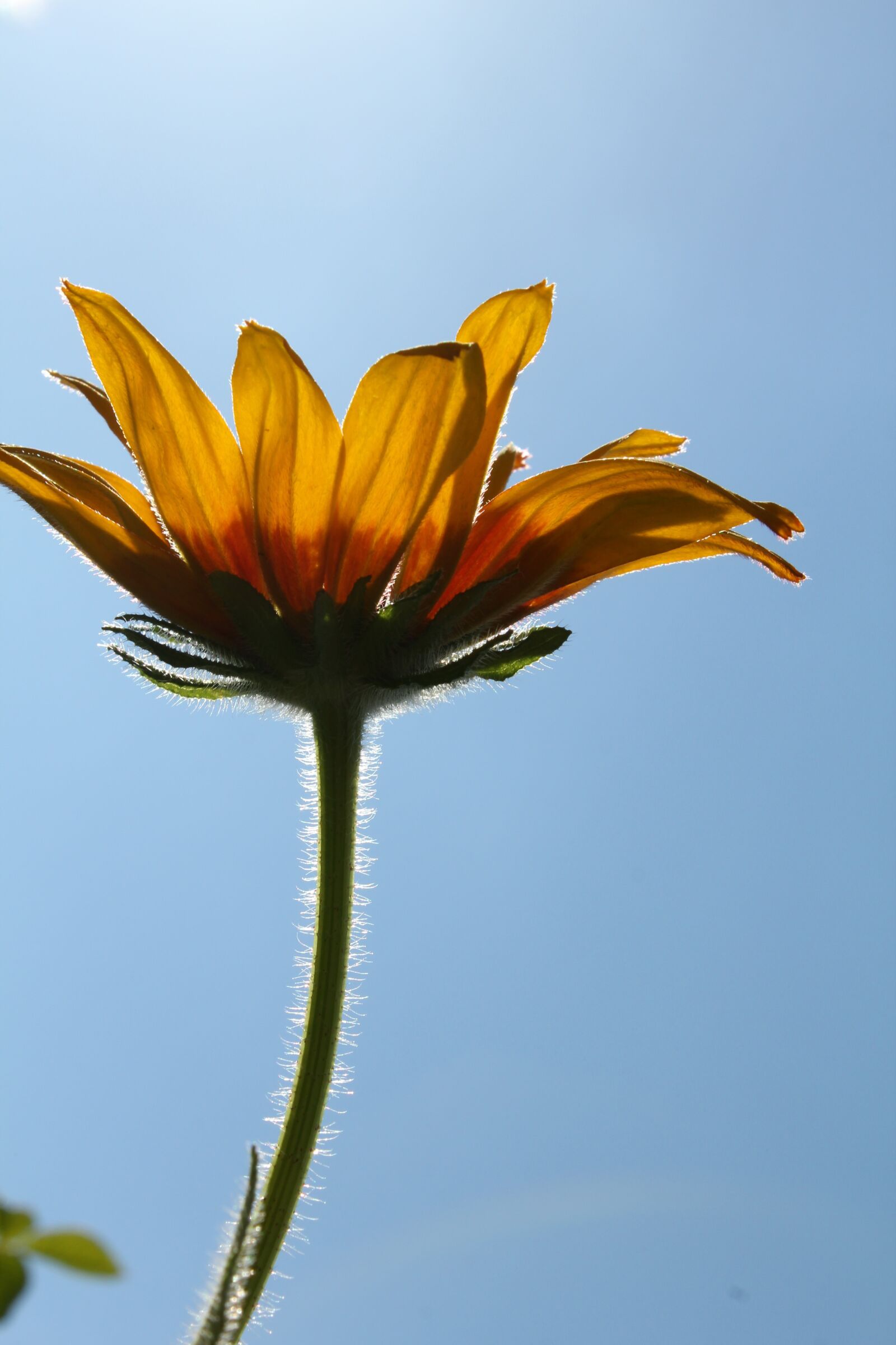 Canon EOS 550D (EOS Rebel T2i / EOS Kiss X4) sample photo. Flower, rudbeckia, beautiful flower photography