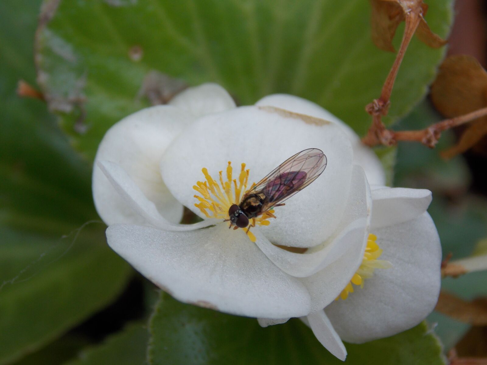 Nikon Coolpix L810 sample photo. Bee, blossom, bloom photography