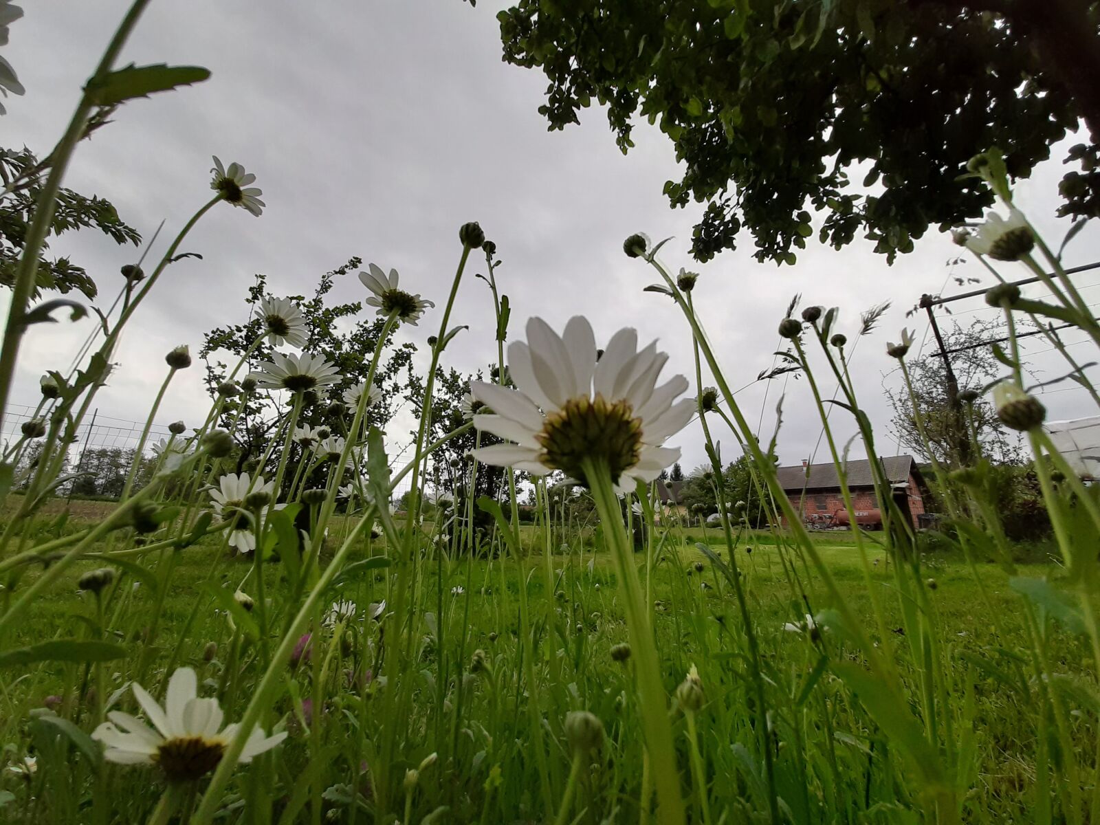 Samsung Galaxy A50 sample photo. Daisy, white, flowers photography