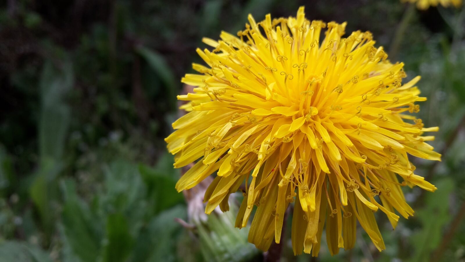 Samsung Galaxy S5 Mini sample photo. Dandelion, yellow, blossom photography